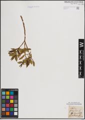 Foto von Salix fragilis L.